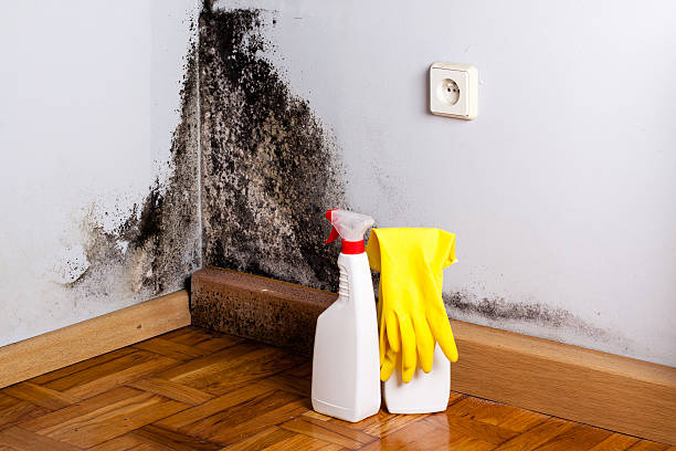 Best Attic Mold Removal  in Hacienda Heights, CA